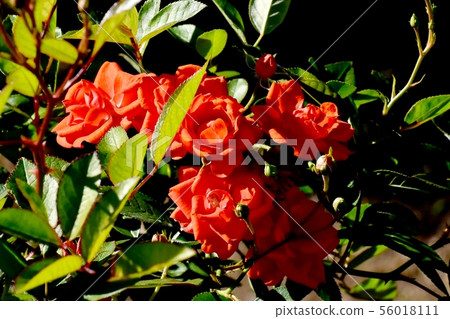 Vermilion roses blooming in Chofu City Botanical Garden 56018111