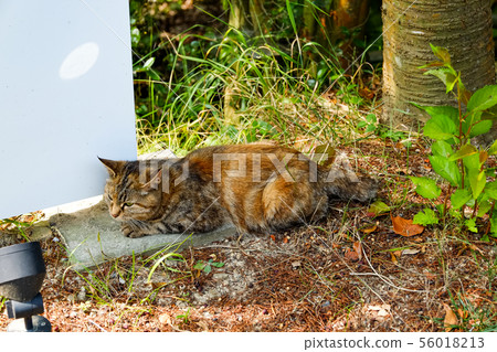 wild cat  at outdoor 56018213