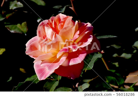 橙色和桃紅色安妮弗蘭克玫瑰在調布植物園裡 56018286