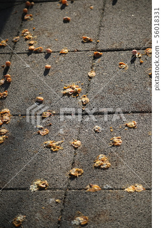 Ginkgo that fell on the way Ginkgo that fell on the way 56018331