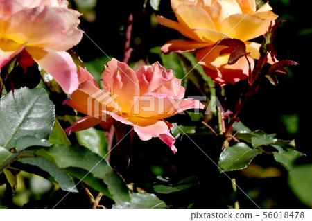 開花在調布市植物園裡的橙色和桃紅色安妮弗蘭克玫瑰 56018478