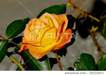 Orange and pink Anne Frank roses blooming in Chofu City Botanical Garden 56018953