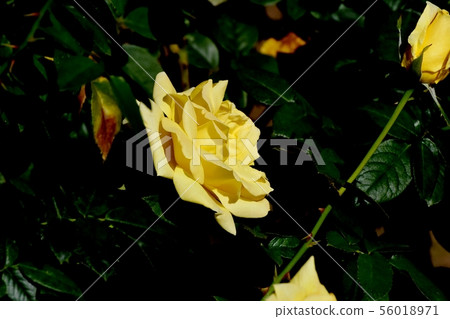 A yellow rose blooming in the botanical garden of Chofu City Amatsu Otome Modern Rose A yellow rose blooming in the botanical garden of Chofu City Amatsu Otome Modern Rose 56018971