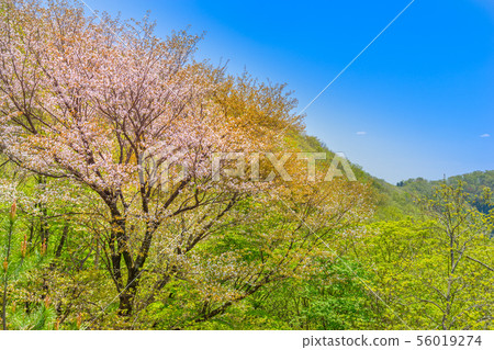 Tamba's famous mountain called "Orogatake" (Kyotanba-cho, Funai-gun, Kyoto Prefecture), which is said to be "the elder of Tamba" *The shooting position in the comment section of the work Tamba's famous mountain called "Orogatake" (Kyotanba-cho, Funai-gun, Kyoto Prefecture), which is said to be "the elder of Tamba" *The shooting position in the comment section of the work 56019274