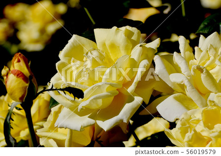 A yellow rose blooming in the botanical garden of Chofu City Amatsu Otome Modern Rose 56019579