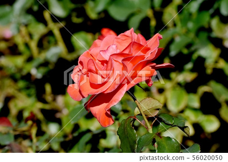 Orange rose blooming in Chofu City Botanical Garden Irish Mist (Modern Rose) 56020050