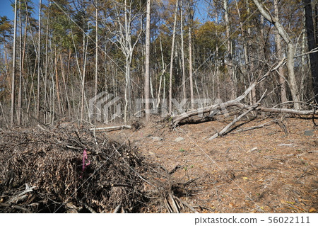 森林砍伐 森林砍伐 56022111
