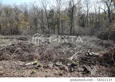 deforestation deforestation 56022114