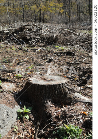 森林砍伐 56022120