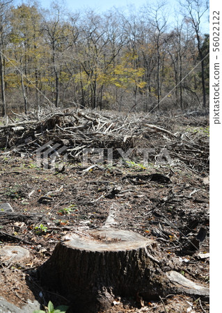 deforestation deforestation 56022122