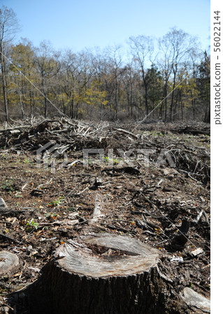 deforestation 56022144