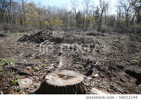 deforestation deforestation 56022148