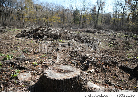 deforestation deforestation 56022150
