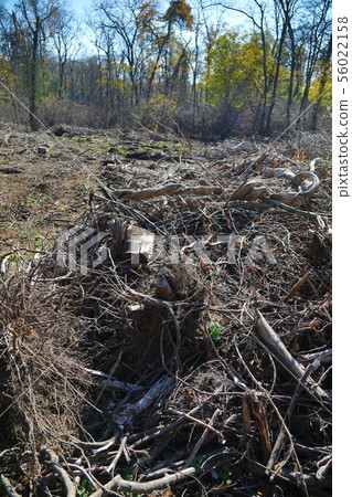 deforestation deforestation 56022158