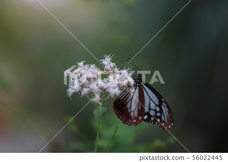 Flower and butterfly 56022445