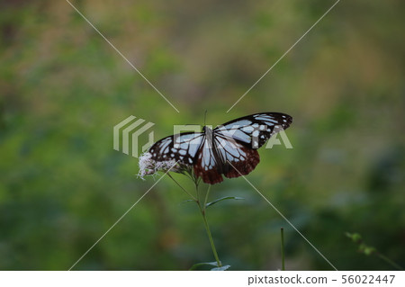 Flower and butterfly 56022447