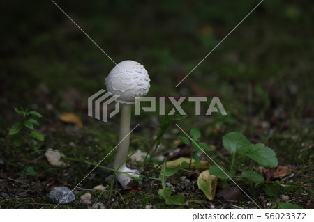 White mushroom 56023372