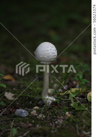 White mushroom 56023374