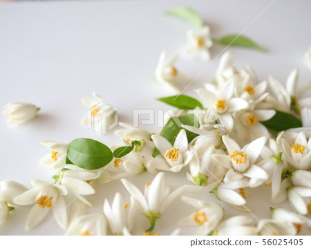 Yuzu's flower Yuzu's flower 56025405