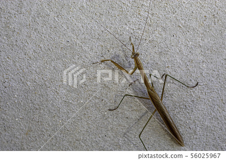 Brown grasshopper on the cement walls. Brown grasshopper on the cement walls. 56025967
