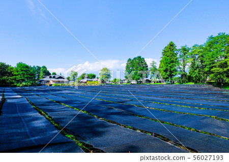 Daio wasabi farm landscape 56027193