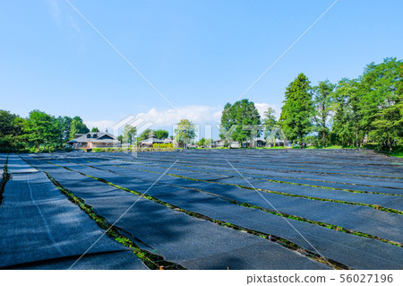 Daio wasabi farm landscape 56027196