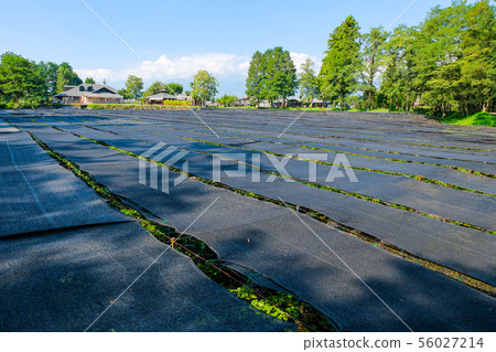 Daio wasabi farm landscape 56027214