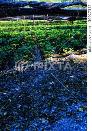 Daio wasabi farm landscape 56027555