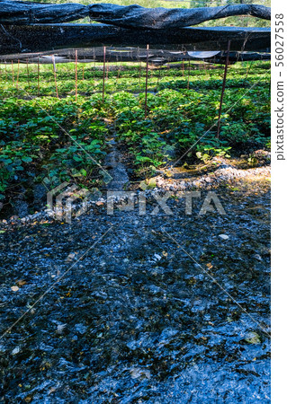 Daio wasabi farm landscape 56027558