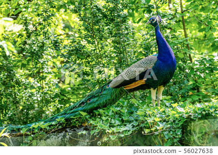 Indian Peacock or Blue Peacock, Pavo cristatus in the zoo Indian Peacock or Blue Peacock, Pavo cristatus in the zoo 56027638