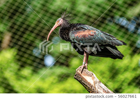 Northern Bald ibis, Geronticus eremita in the zoo Northern Bald ibis, Geronticus eremita in the zoo 56027661