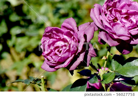 Purple roses in the Chofu City Botanical Garden Into League (Modern Rose) 56027758