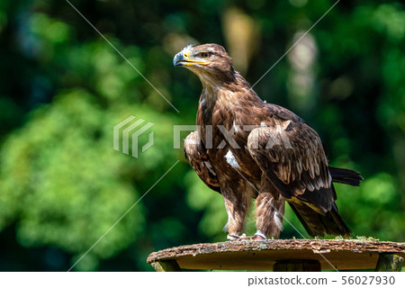 Harris's hawk, Parabuteo unicinctus, bay-winged hawk or dusky hawk 56027930