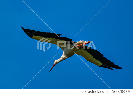 Flying European white stork, Ciconia ciconia in a german nature park Flying European white stork, Ciconia ciconia in a german nature park 56028029