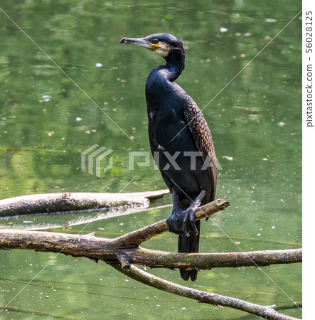 The great cormorant, Phalacrocorax carbo sitting on a branch The great cormorant, Phalacrocorax carbo sitting on a branch 56028125