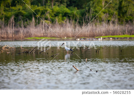 Asian openbill or Asian openbill stork on trees in Asian openbill or Asian openbill stork on trees in 56028255