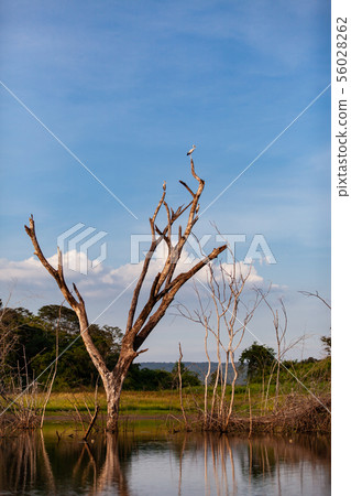 Asian openbill or Asian openbill stork on trees in Asian openbill or Asian openbill stork on trees in 56028262