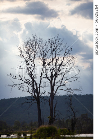 Asian openbill or Asian openbill stork on trees in Asian openbill or Asian openbill stork on trees in 56028264