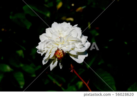 White Rose Moon Sprite (Modern Rose) in Chofu City Botanical Garden White Rose Moon Sprite (Modern Rose) in Chofu City Botanical Garden 56028620