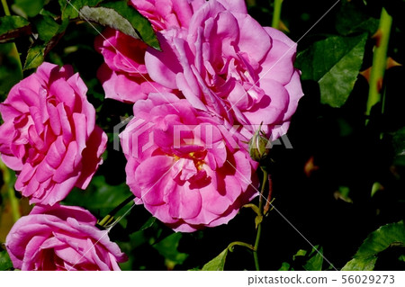 Pink rose floric (modern rose) in the botanical garden of Chofu Pink rose floric (modern rose) in the botanical garden of Chofu 56029273