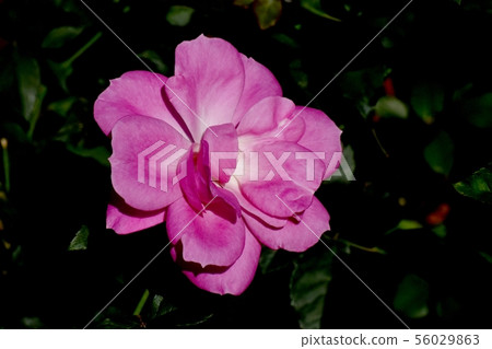 粉紅色的玫瑰盛開在植物園Floric（現代玫瑰） 56029863