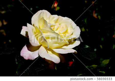 Yellow and pink rose pieces blooming in Chofu City Botanical Garden (Modern Rose) Yellow and pink rose pieces blooming in Chofu City Botanical Garden (Modern Rose) 56030333