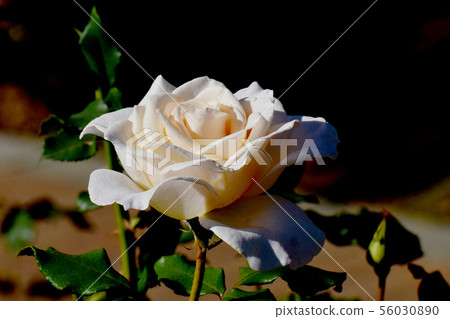 Cream roses in the Chofu Botanical Garden French Lace (Modern Rose) Cream roses in the Chofu Botanical Garden French Lace (Modern Rose) 56030890