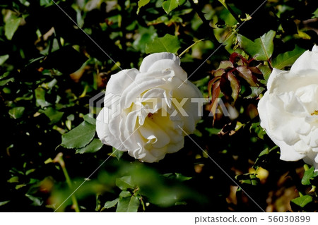 White rose blooming in Chofu City Botanical Garden French Lace (Modern Rose) 56030899