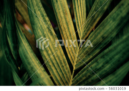 Palm leaves with texture. Palm leaves with texture. 56031019