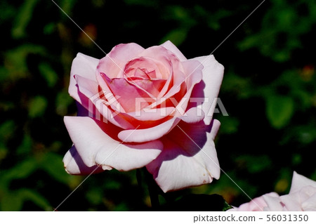 Pink roses in the Chofu City Botanical Garden Praise (Modern Rose) 56031350