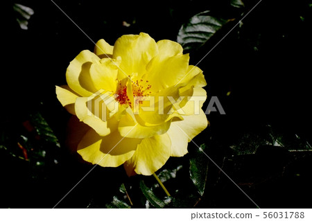  Yellow rose blooming in Chofu City Botanical Garden Sun Flare (Modern Rose) 56031788