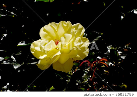 Yellow rose blooming in Chofu City Botanical Garden Sun Flare (Modern Rose) Yellow rose blooming in Chofu City Botanical Garden Sun Flare (Modern Rose) 56031799