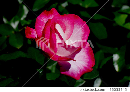 Red rose to bloom in Chofu City Botanical Garden Torch (Modern Rose) 56033543