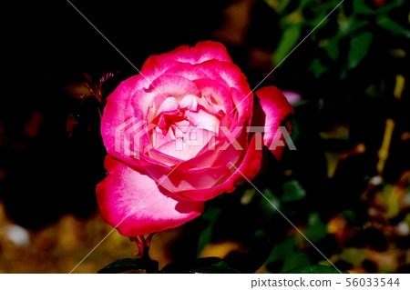 Red rose to bloom in Chofu City Botanical Garden Torch (Modern Rose) 56033544